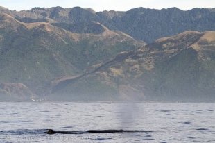 Sperm Whale in Kaikoura Bay off the south island of New Zealand