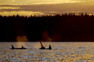 A pod of Orcas surface in the light of the sunset off Northern Vancouver Island in British Columbia, Canada.