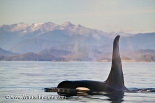 Photo of a large male Killer Whale sourrouded by beautiful scenery.