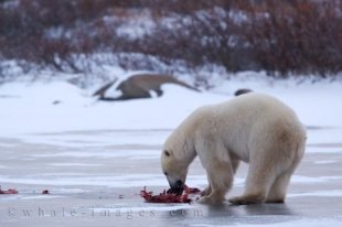 Scraps are food are scattered on a frozen lake as a Polar Bear rips apart a ringed seal near the Hudson Bay in Churchill, Manitoba.