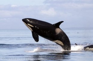 Wildlife Photos showing a breaching Killer Whale female