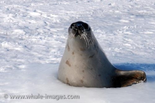Adult Female Harp Seal Picture Gulf Of St Lawrence