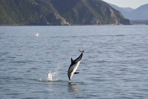 Dusky Dolphin playing of Kaikoura Coast