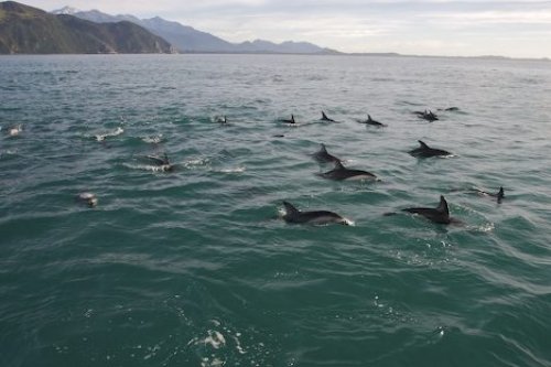 Dusky Dolphins Surfing Encounter Kaikoura New Zealand