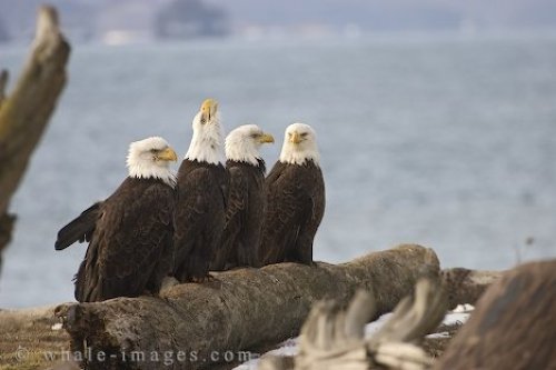 Endangered Bald Eagle