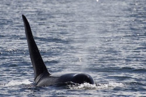 Male Orca Whale