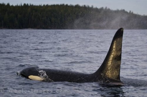 Male Orca Whale British Columbia Coast