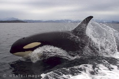Orca Whale Photo Vancouver Island