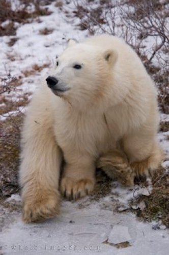 Polar Bear Cub Churchill Wildlife Management Area Manitoba