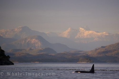 Male Orca Whale Scenic Coastal Mountains