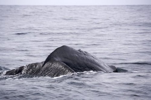 Sperm Whale Dive Kaikoura New Zealand