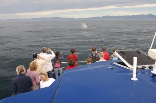 Sperm Whale Watching Kaikoura