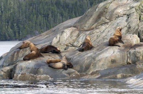 Steller Sea Lion