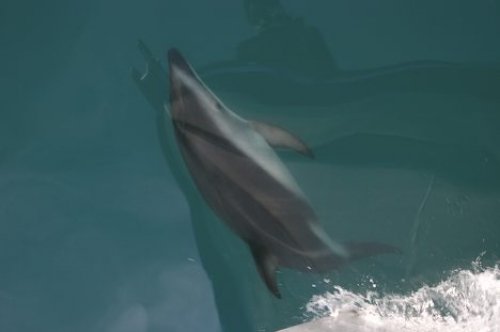 Underwater Dusky Dolphin Kaikoura NZ