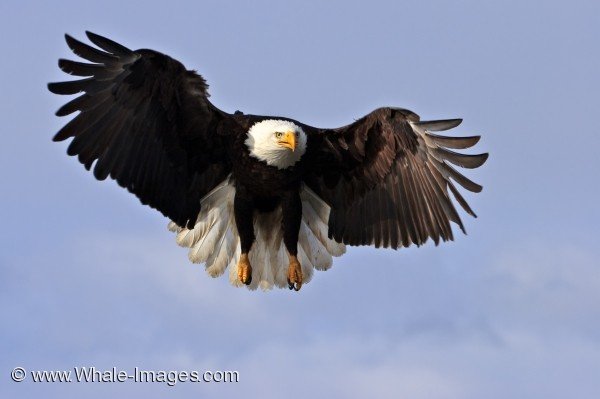 American Bald Eagle Picture