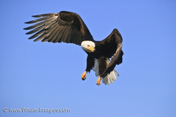 Flying Bald Eagle Picture