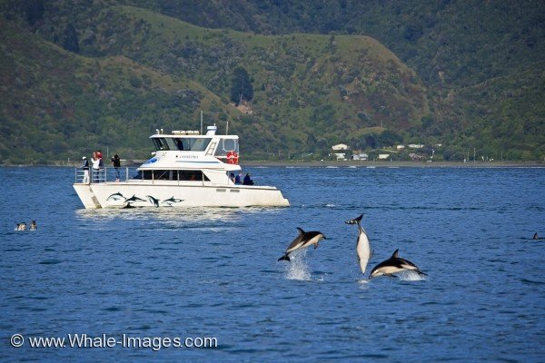 Dolphin Watching Boat Kaikoura Coast NZ