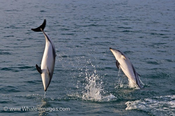 Dusky Dolphins Picture
