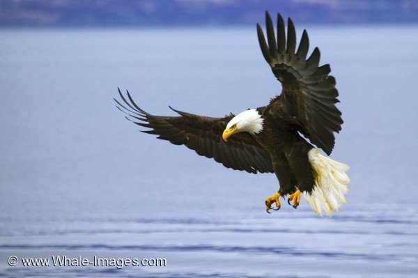 Bald Eagle With Spread Wings Fishing