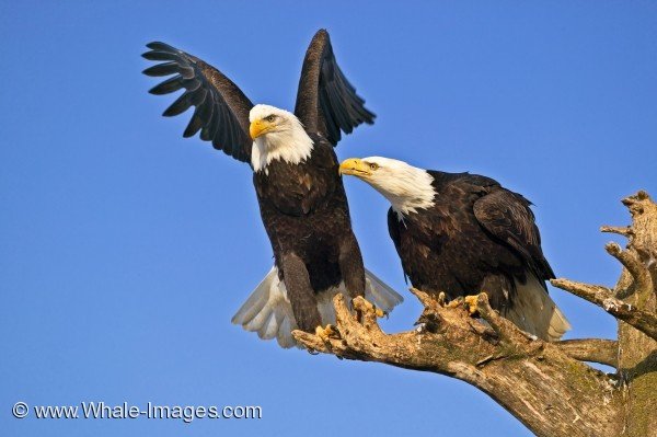 Two Bald Eagles in Branch