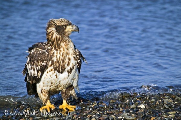 Juvenile Bald Eagle sitting on beach