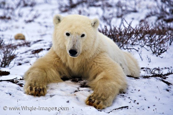 Polar Bear Relaxing Churchill Wildlife Management Area Manitoba