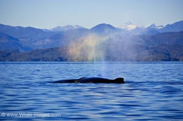 Humpback Whale Scenic Coastline Rainbow