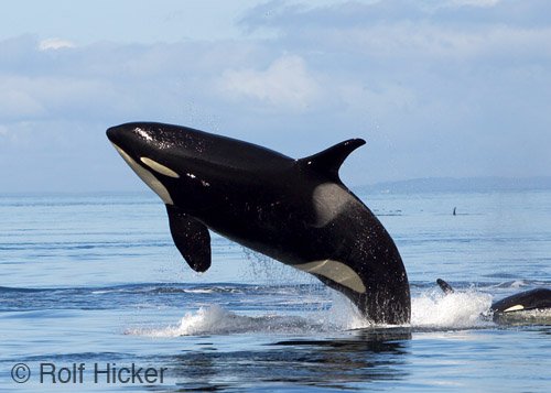 killer whale orca breaching